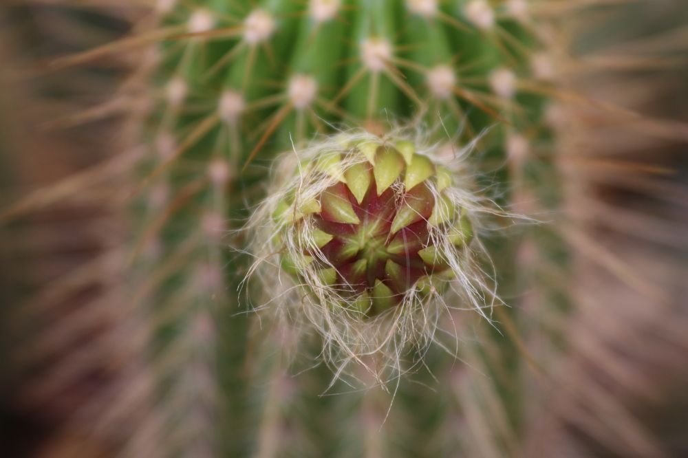 Macro Cactus Flower