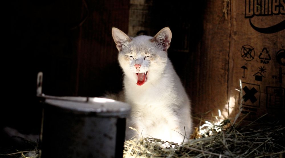 Котокастинг. Камера, микрофон, запись...