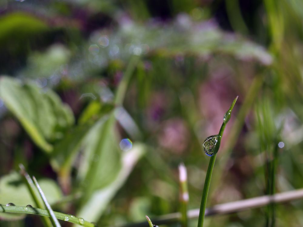 В капле росы,как в зеркале.