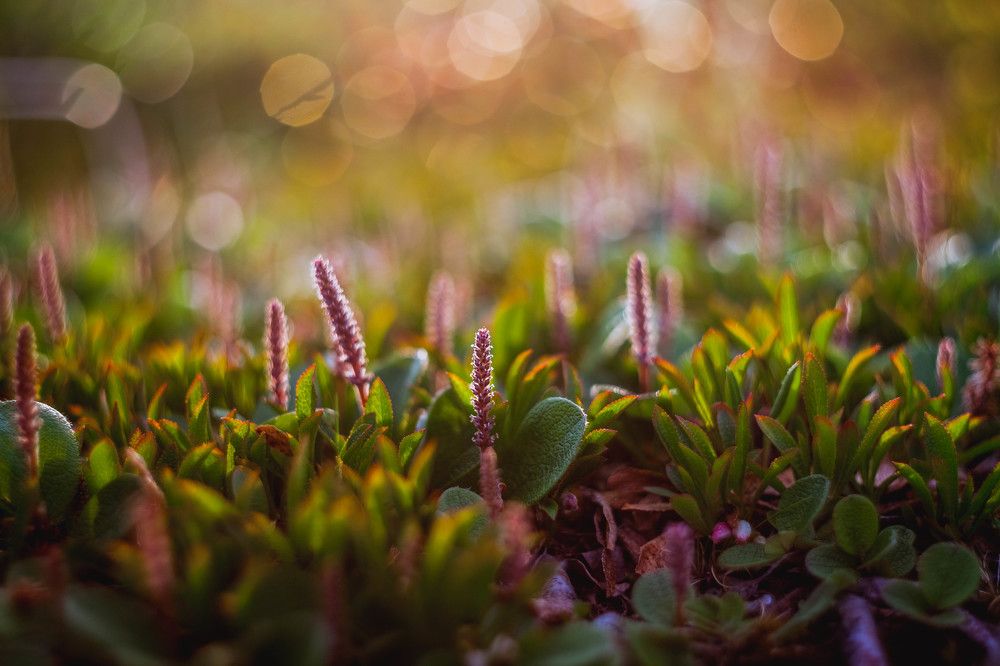 Цветы тундры