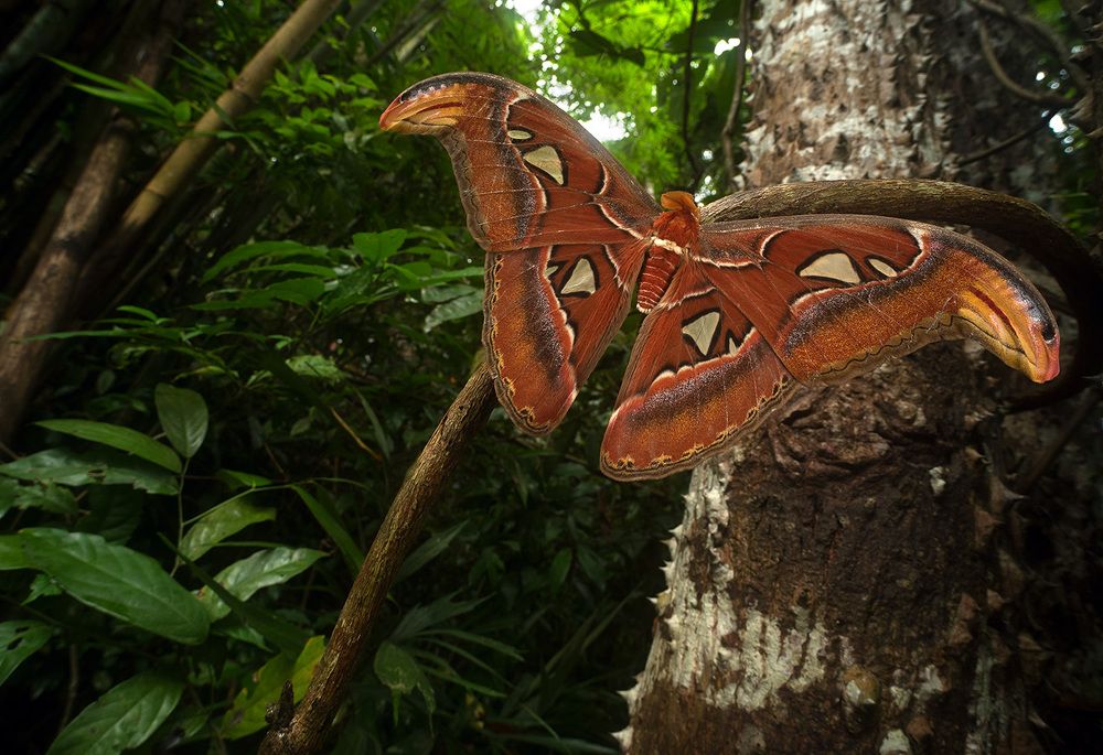 Ночной гигант (Night giant)