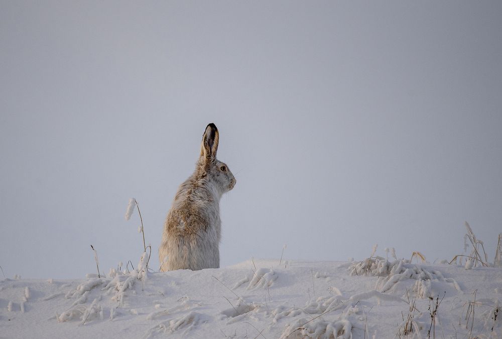 Я оглянулся посмотреть... (I looked around...)
