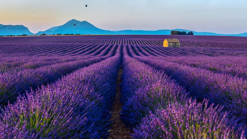 Sunrise over the lavender fields