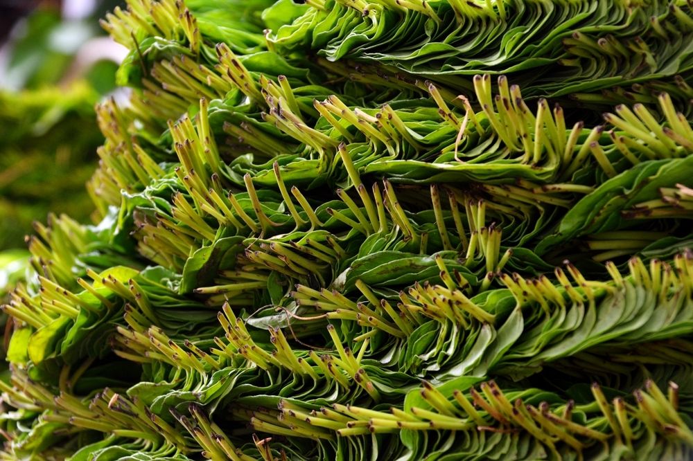 Betel leaves