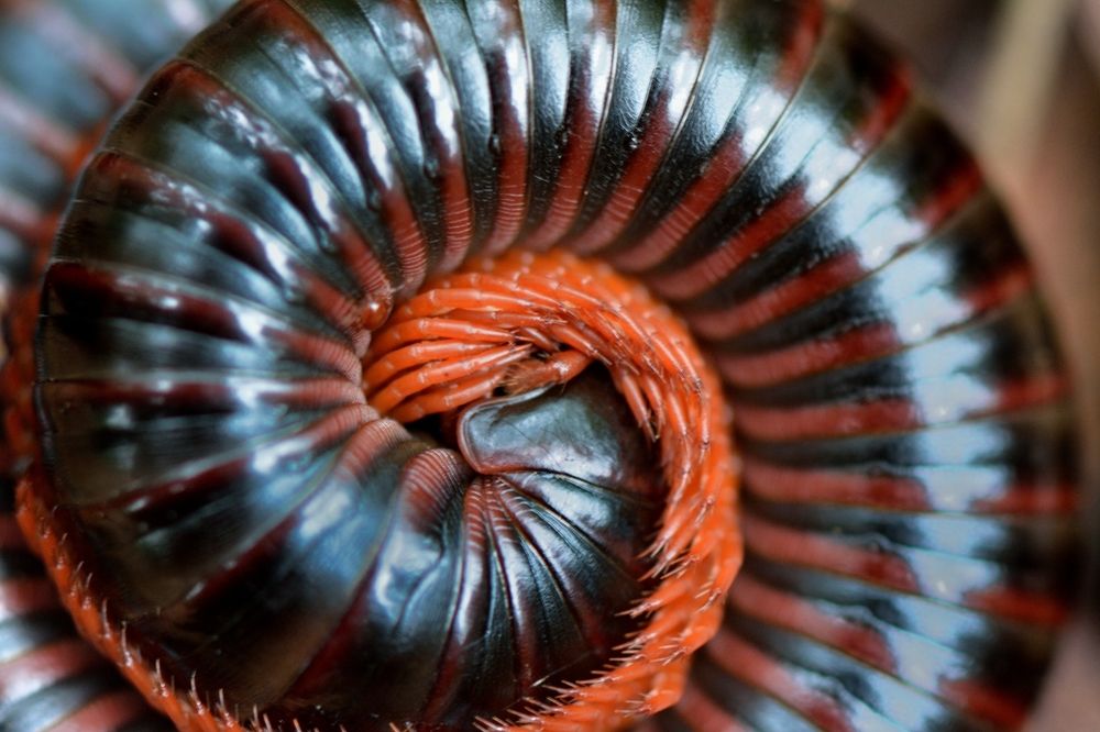 Millipede