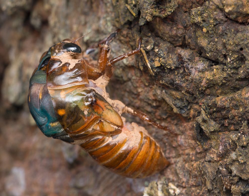 Перерожденная (Reborn)