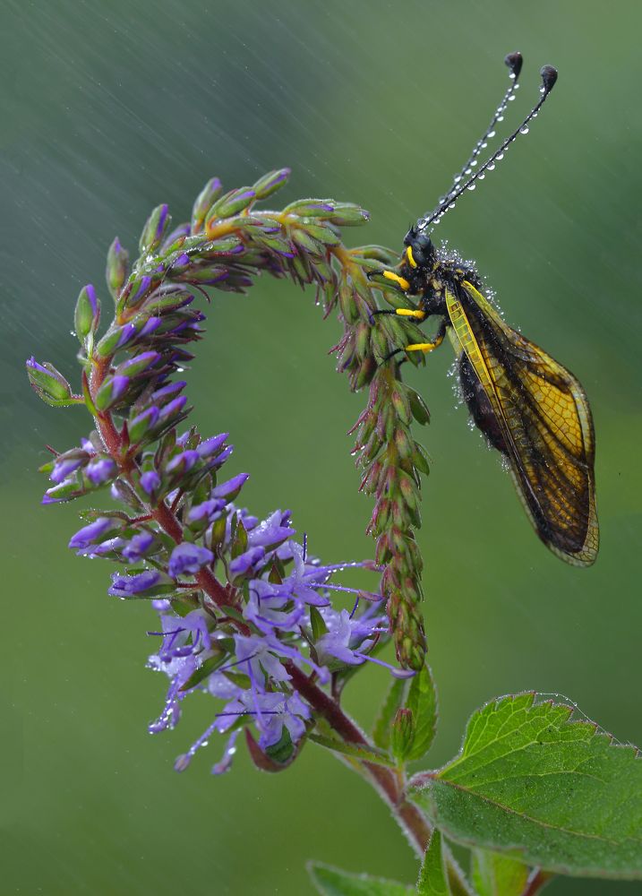 Что делают насекомые в плохую погоду?