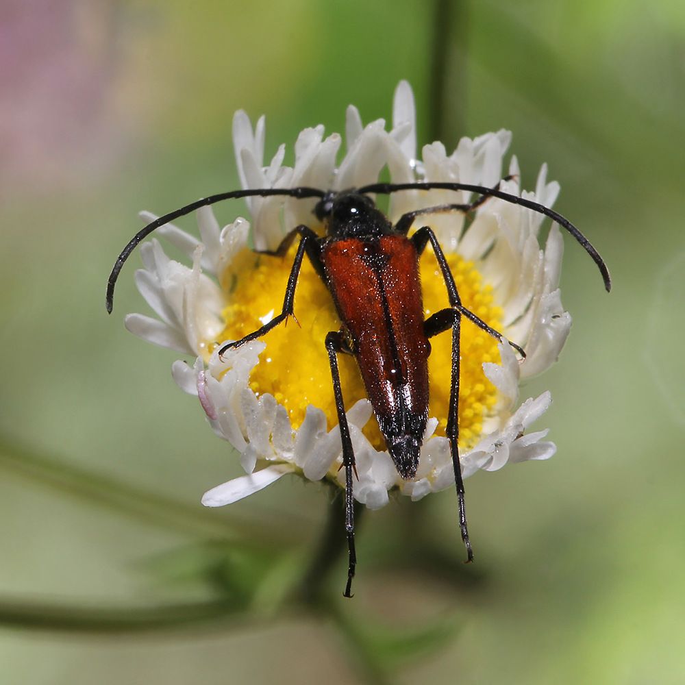 Утренний рацион жука