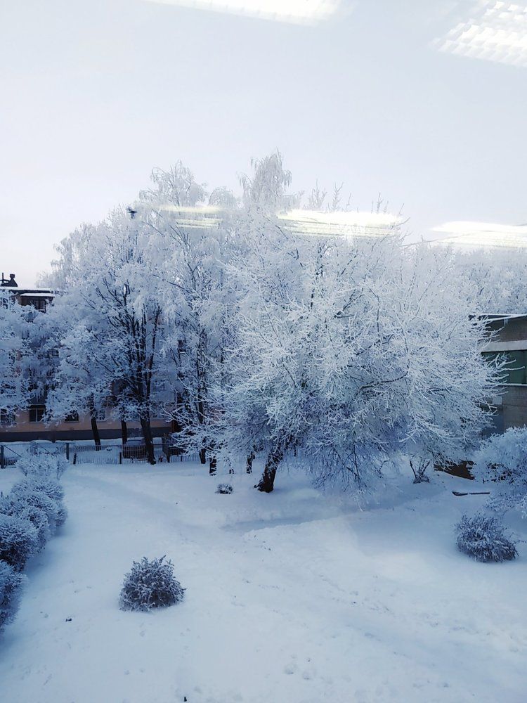 Белые деревья