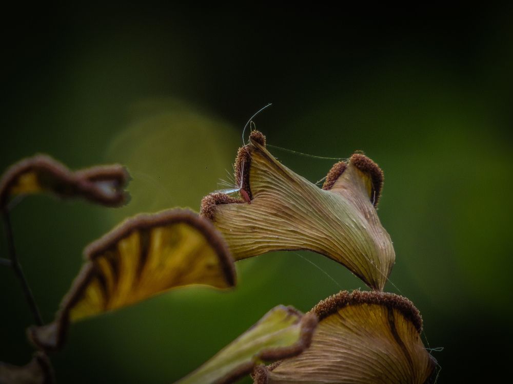 Beautiful things around us