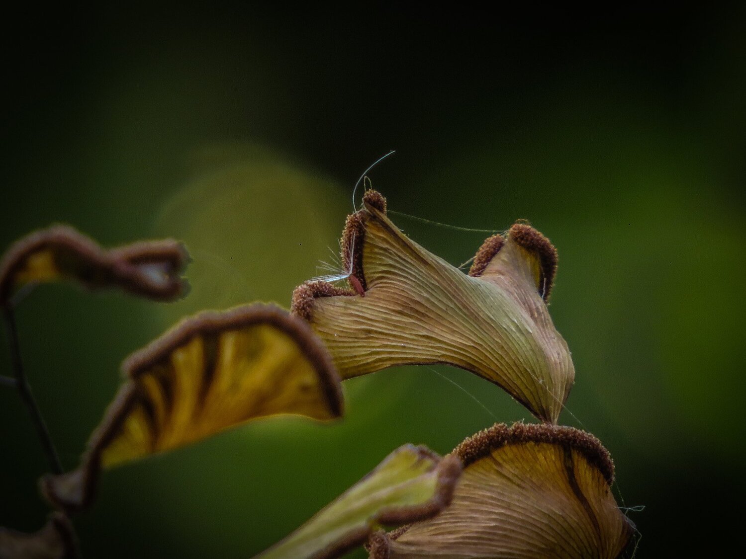 Beautiful things around us