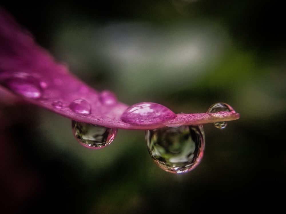 Drop of glory