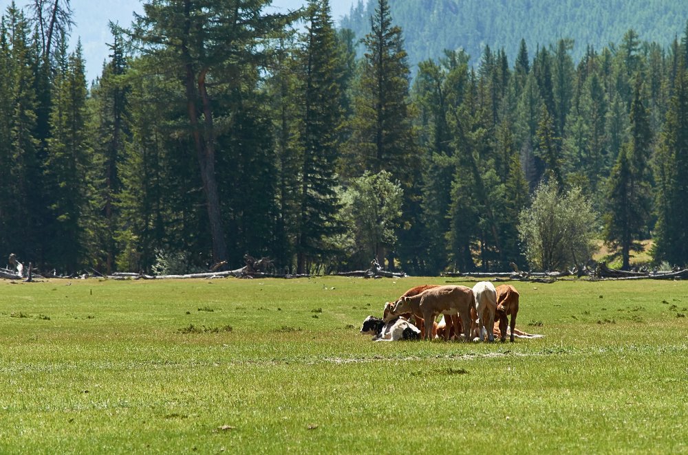 Photograph by Ольга Шибяева