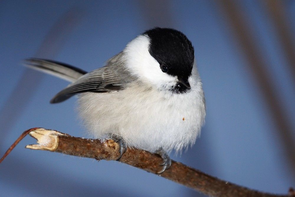 Буроголовая гаичка (пухляк)
