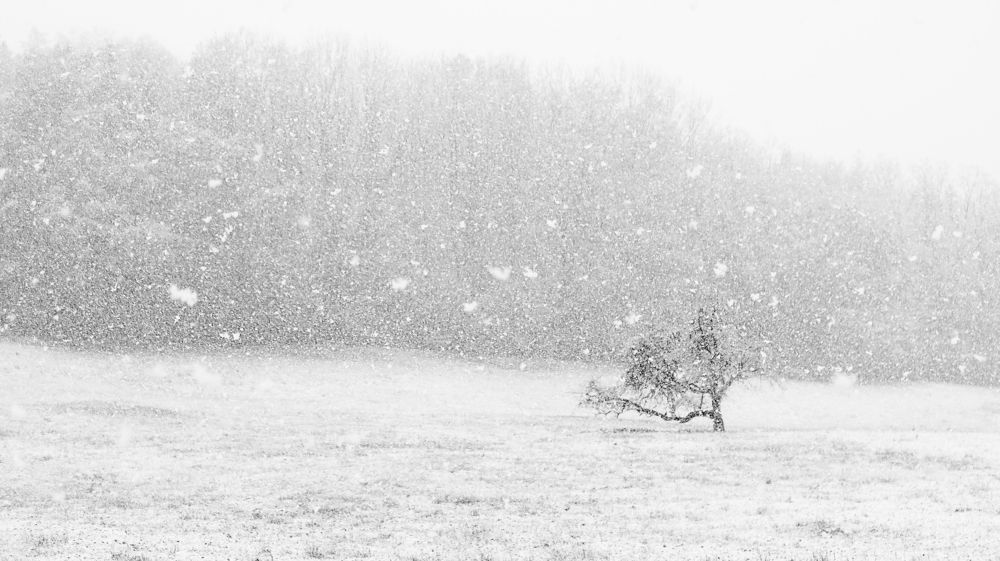 Черно-белая зима