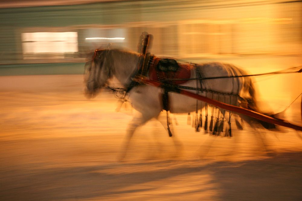 Абстрактный портрет лошади