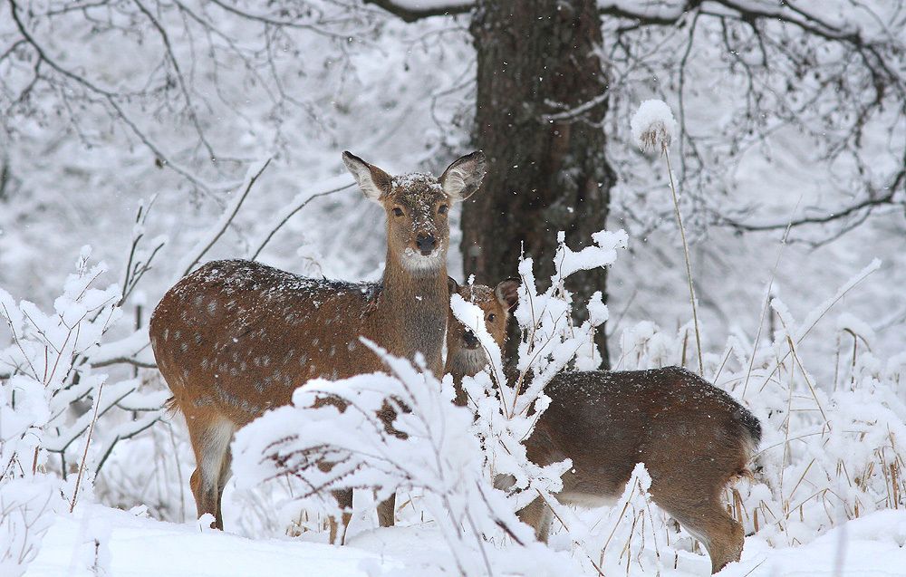 Спрятались...