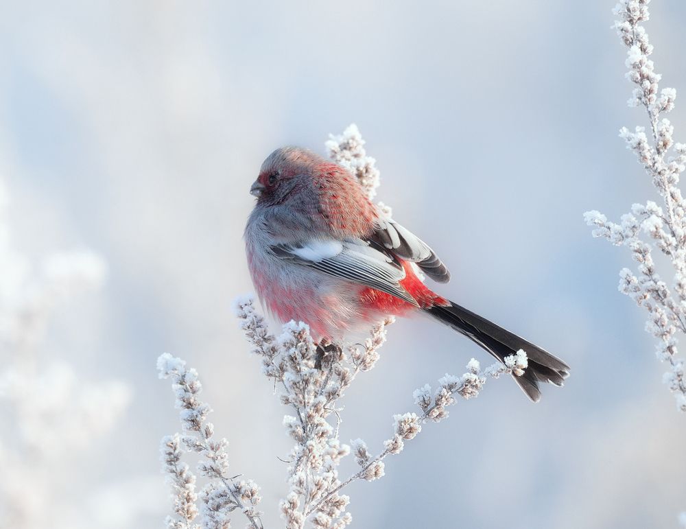 На зимнем лугу