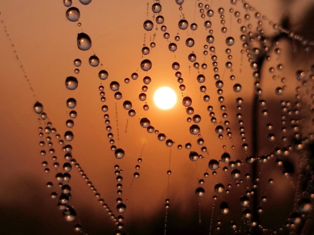 Sun with dewdrops