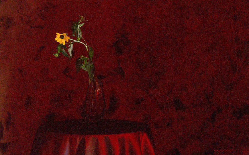 Цветок в красном свете.