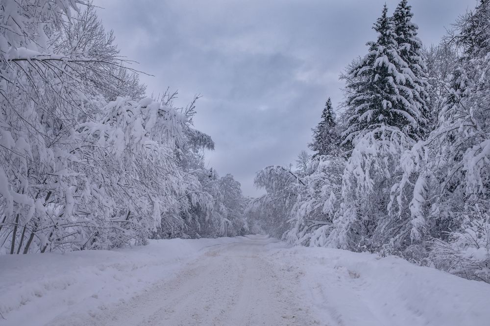 Лесная дорога