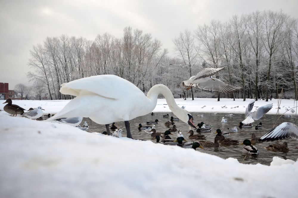 Photograph by Galina Baranovskaja