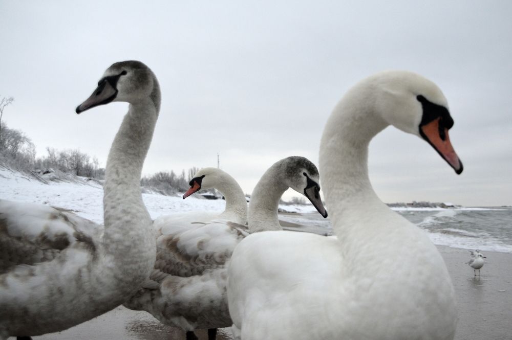 Photograph by Galina Baranovskaja