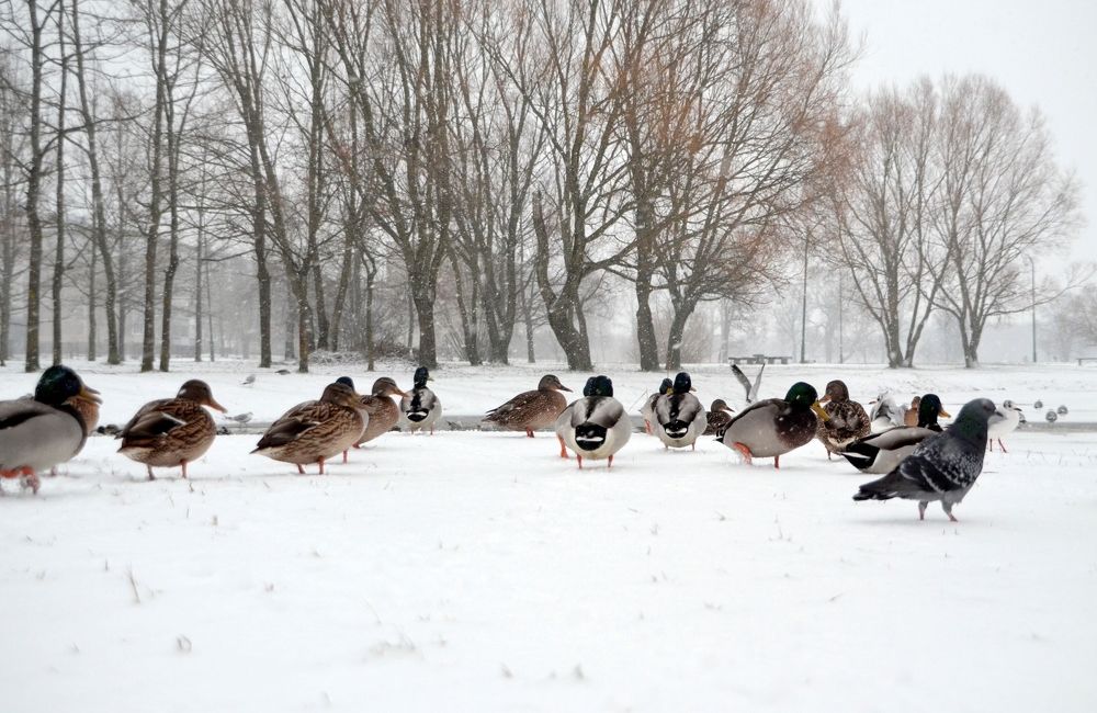 Photograph by Galina Baranovskaja