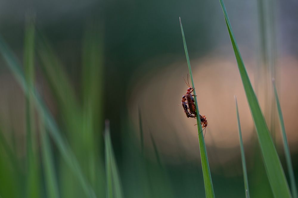 Полевая драма