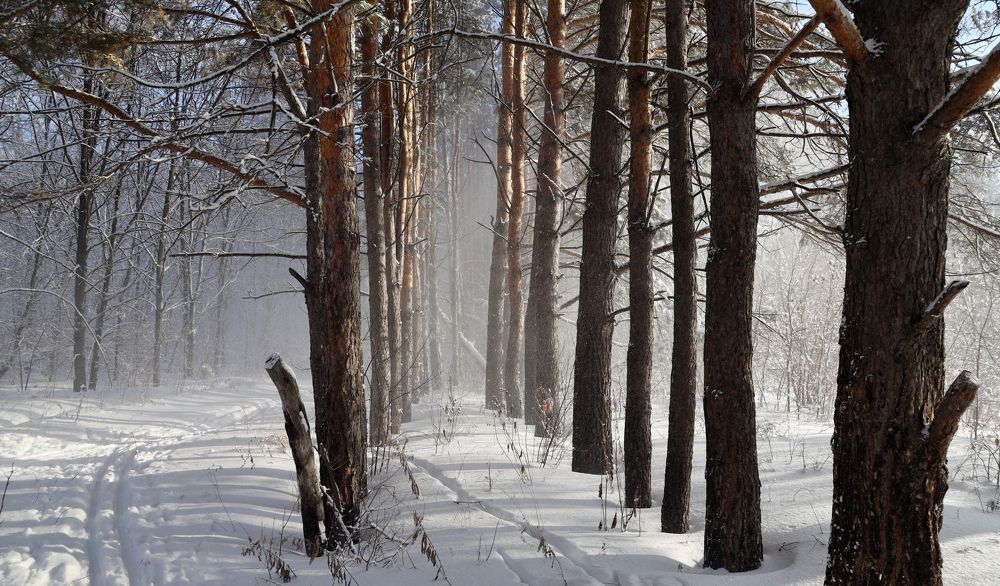 Зимний лес