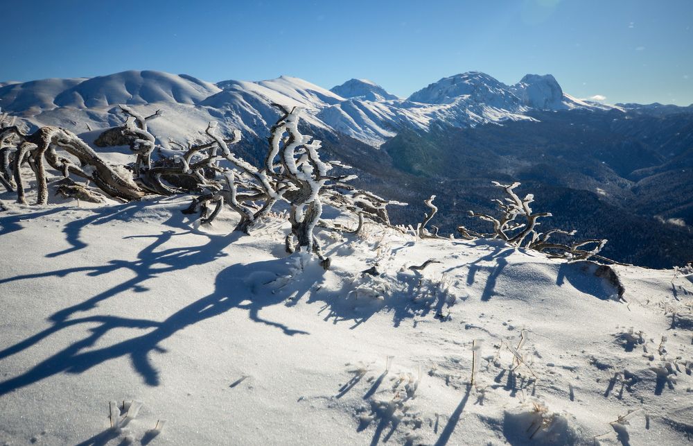 Можжевеловые тени