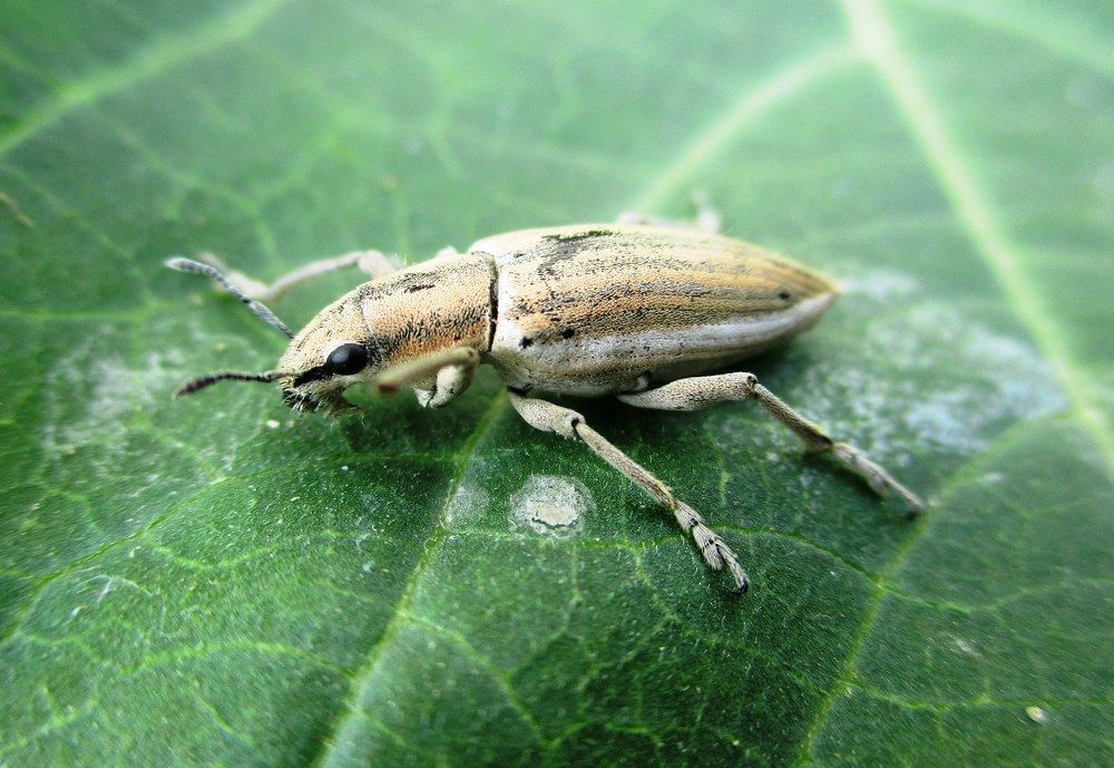 ID: Beautiful Beetle Caught on My camera