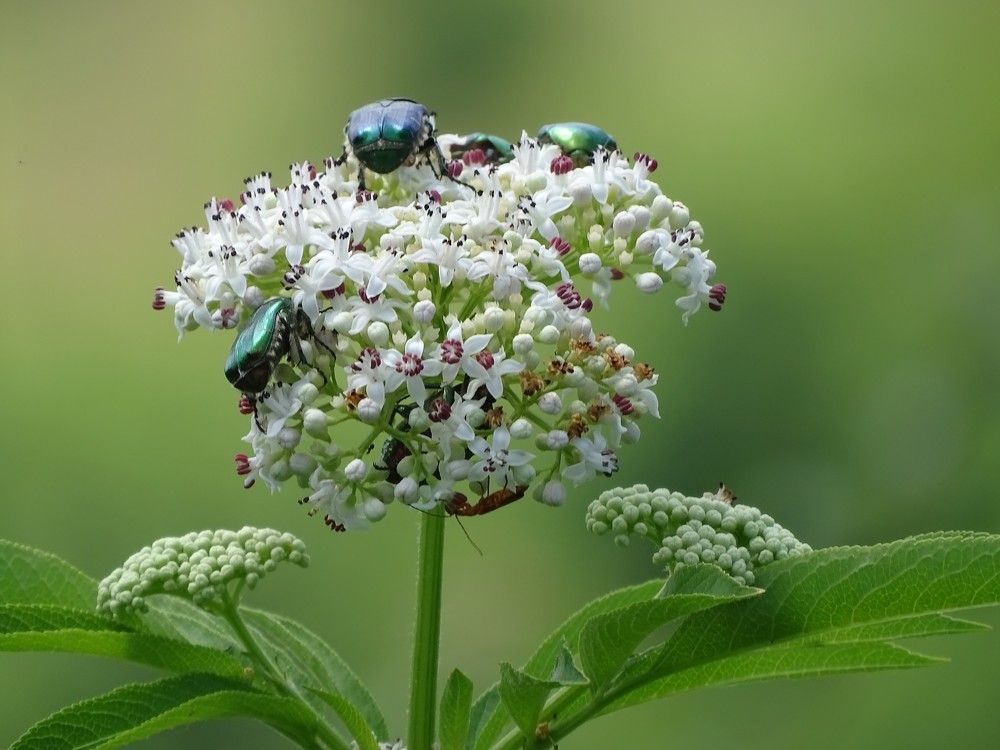 Beetles of one color