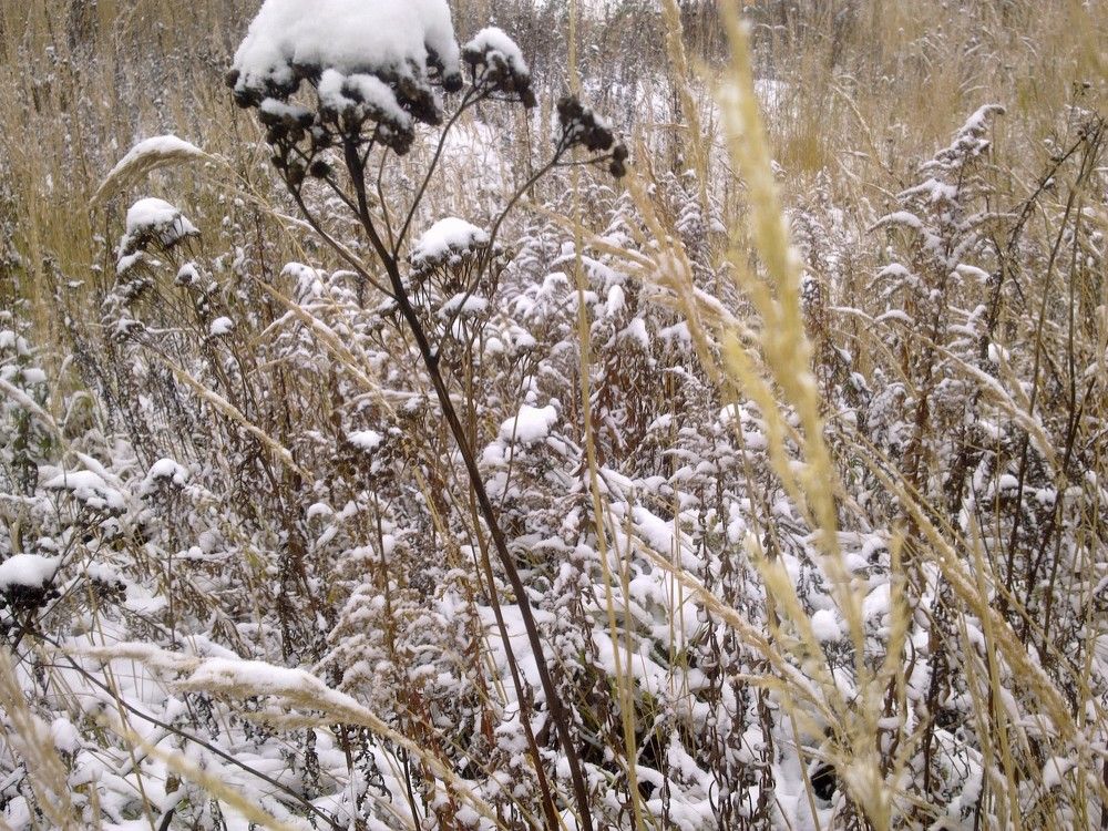 Под снежным покровом