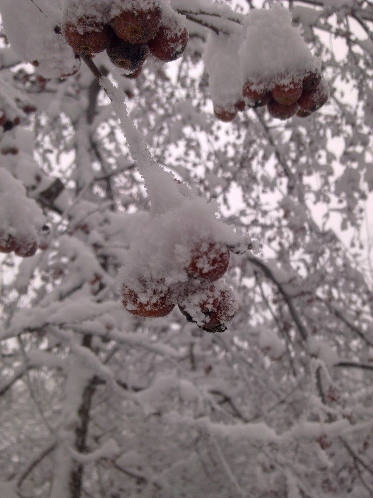 Красные ягоды в снегу