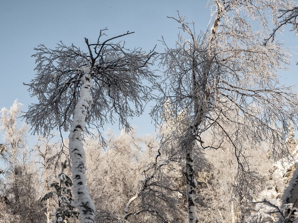 Хипповые березки-подружки