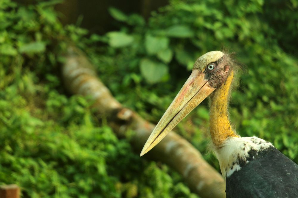 Lesser Adjutant