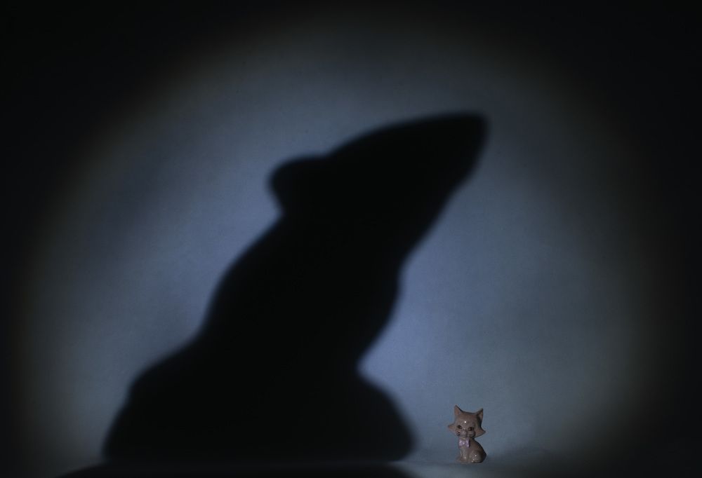 О чем мечтала кошка