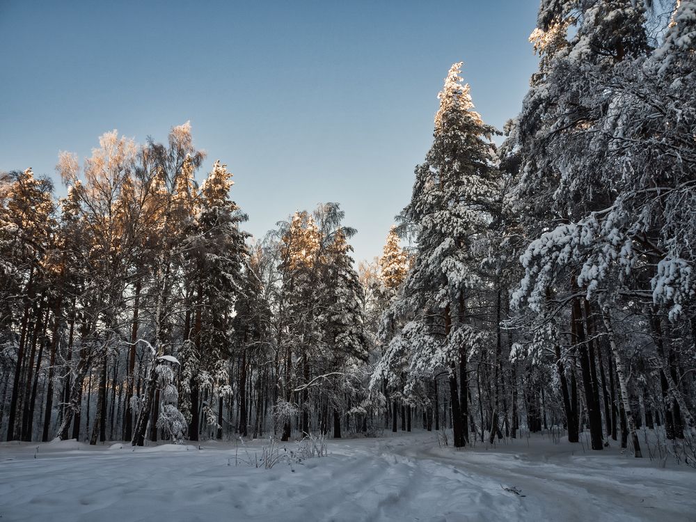 Уральские сосны