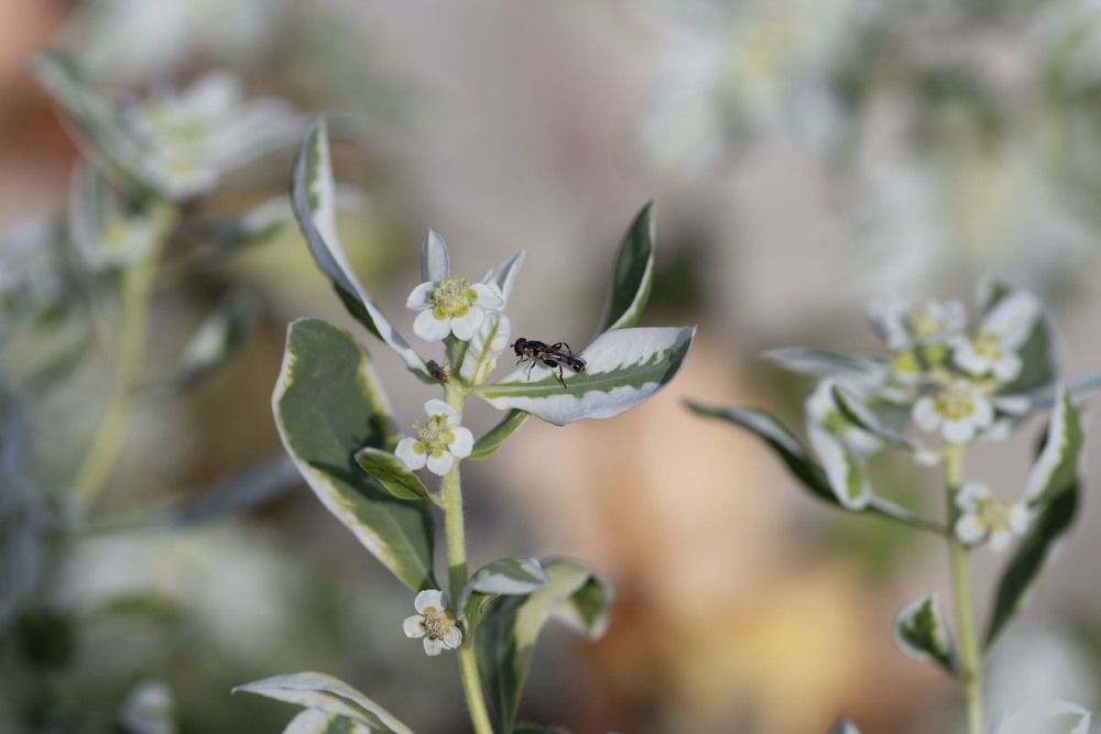 В цветах счастья