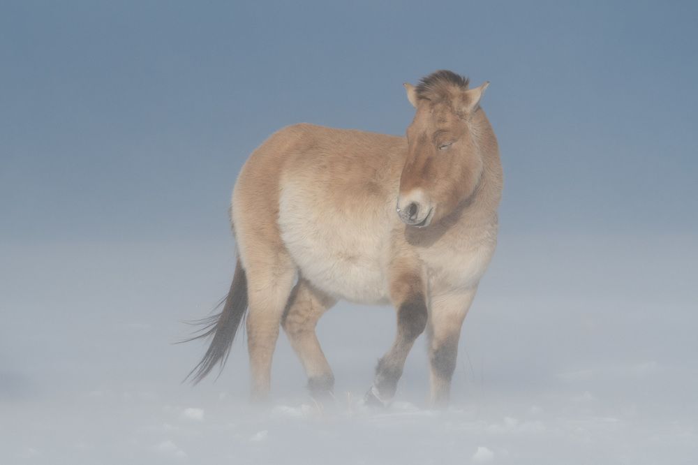 Очарованный странник