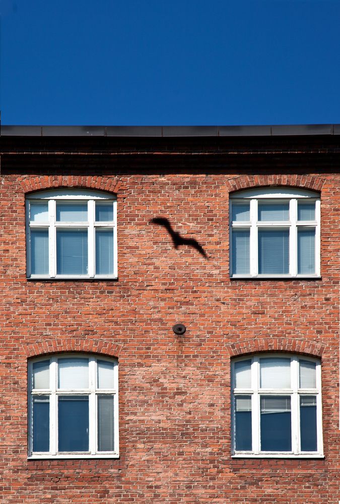 a gull was here