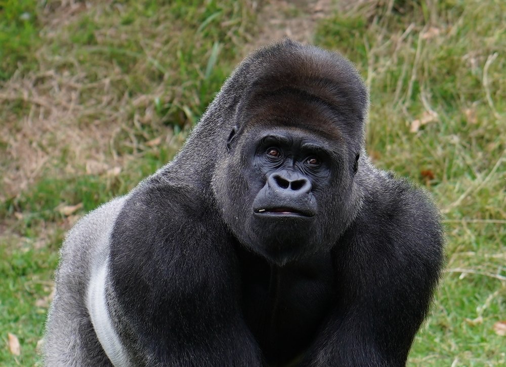 silverback gorilla