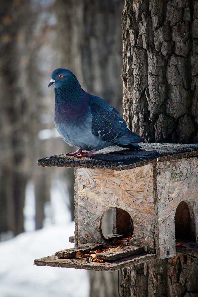 У "Кормушки"!