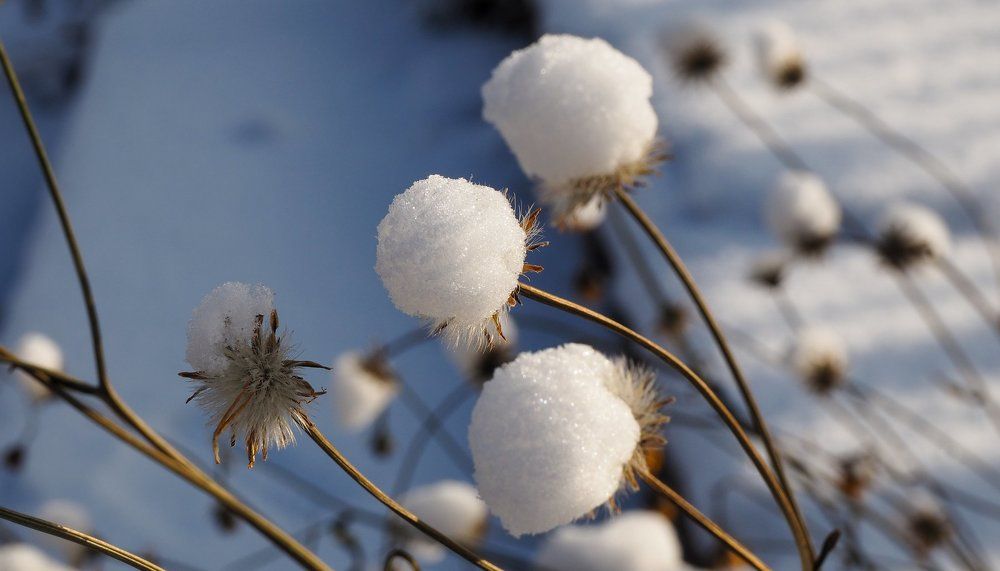 Снежный хлопок
