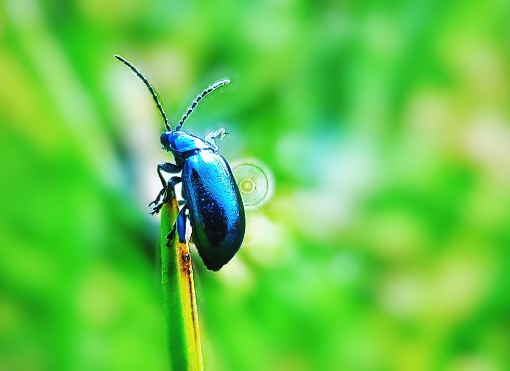 Beetle photography
