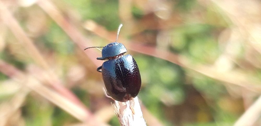 Beetle photography
