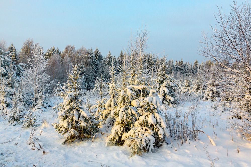 И полон тайны зимний лес