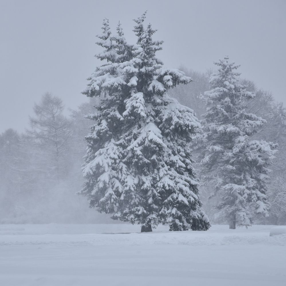 ЗИМУШКА-ЗИМА