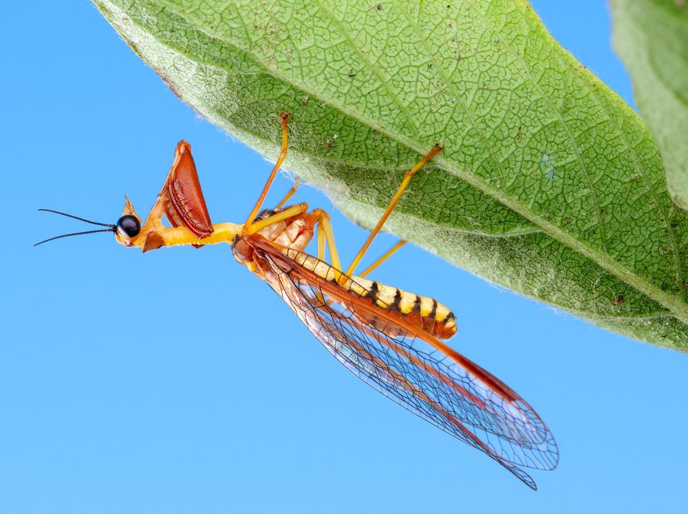 Мантиспа (Мantis-fly)